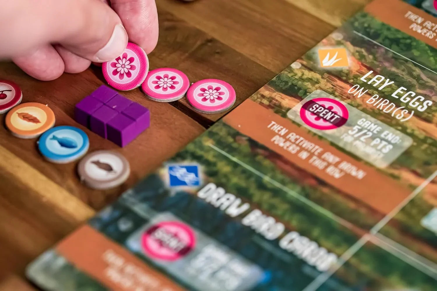 Wingspan Oceania Expansion Board Game - Jaiman Toys