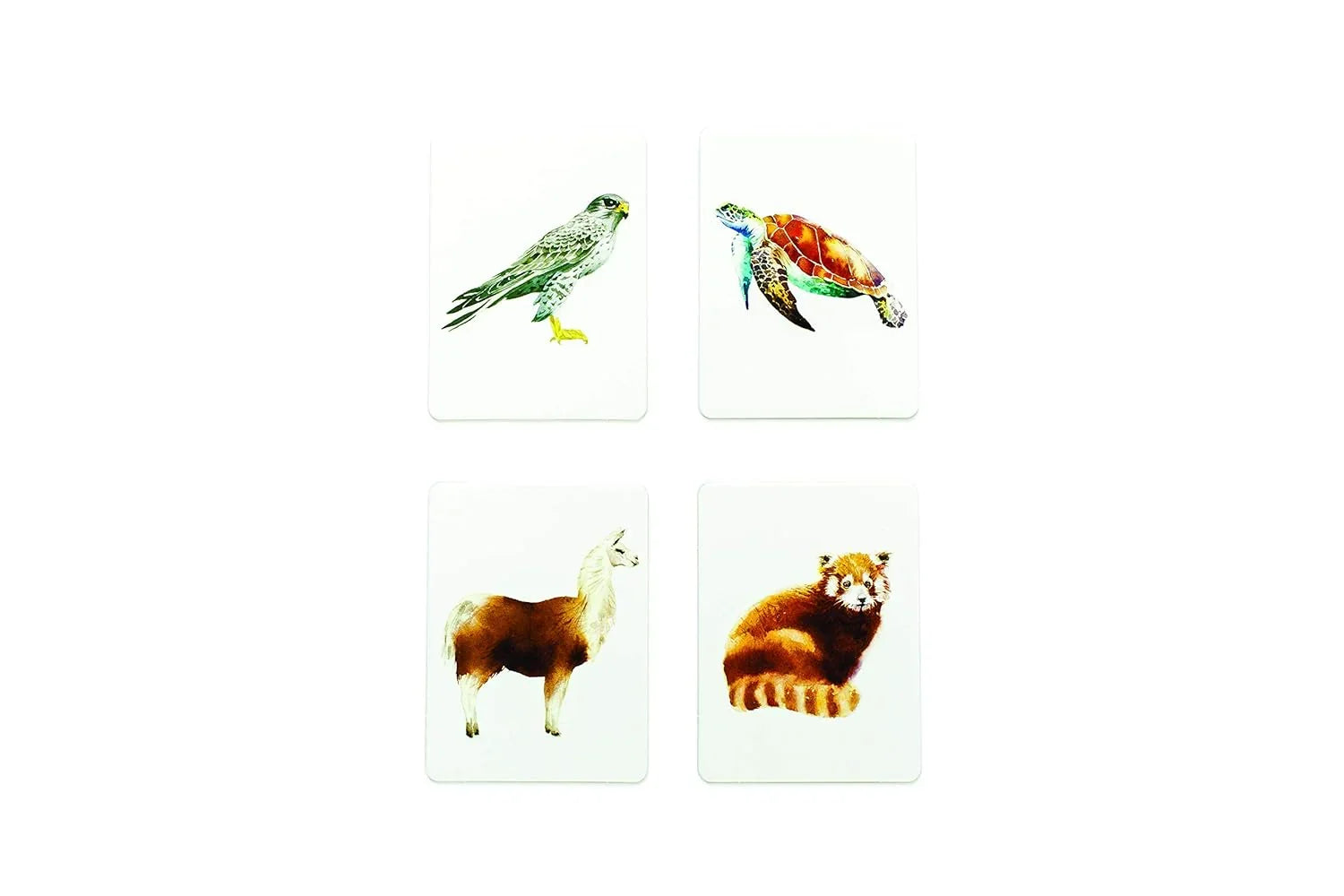 You Callin’ Me a Cheetah? I’m a Leopard! – Fun Animal Memory Card Game for Kids & Families - Jaiman Toys