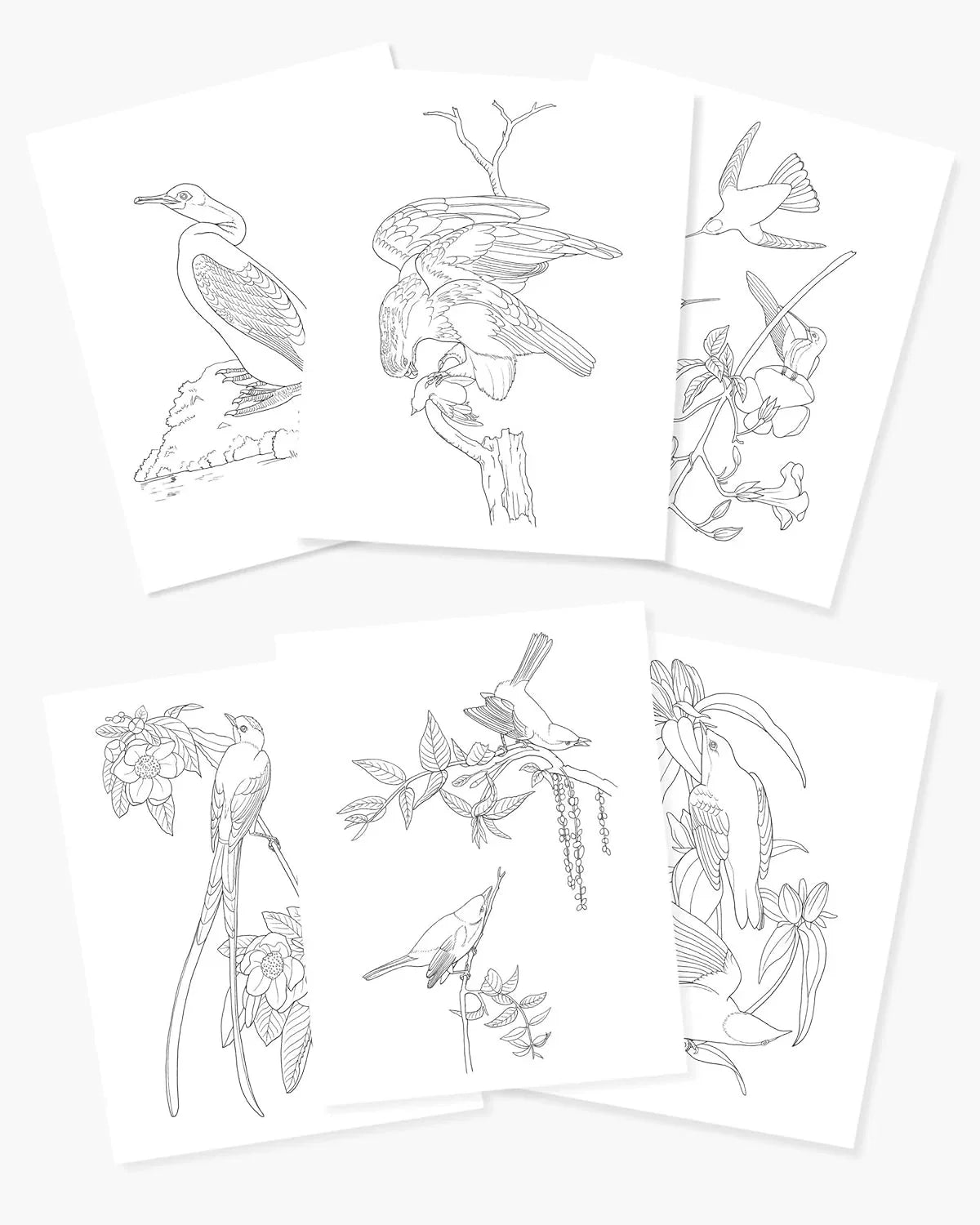 Audubon Birds Colouring Kit – 64-Page Book, 6 Frameable Prints & 10 Pencils - Jaiman Toys
