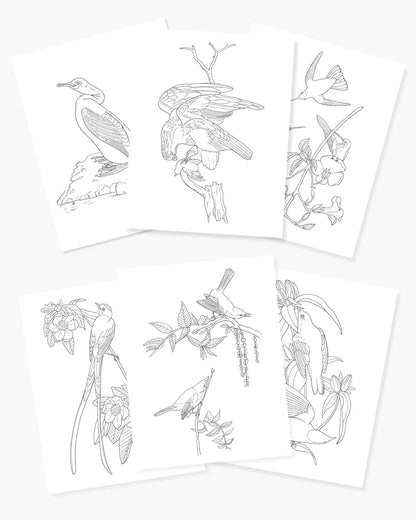 Audubon Birds Colouring Kit – 64-Page Book, 6 Frameable Prints & 10 Pencils - Jaiman Toys