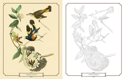 Audubon Birds Colouring Kit – 64-Page Book, 6 Frameable Prints & 10 Pencils - Jaiman Toys