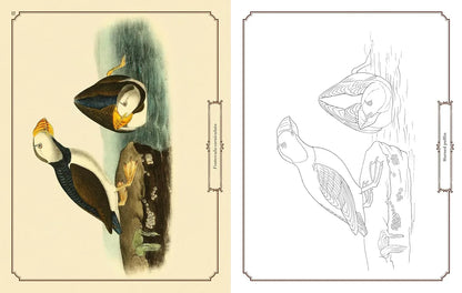 Audubon Birds Colouring Kit – 64-Page Book, 6 Frameable Prints & 10 Pencils - Jaiman Toys