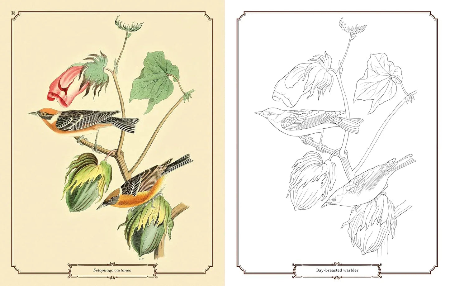 Audubon Birds Colouring Kit – 64-Page Book, 6 Frameable Prints & 10 Pencils - Jaiman Toys