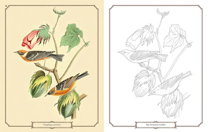 Audubon Birds Colouring Kit – 64-Page Book, 6 Frameable Prints & 10 Pencils - Jaiman Toys
