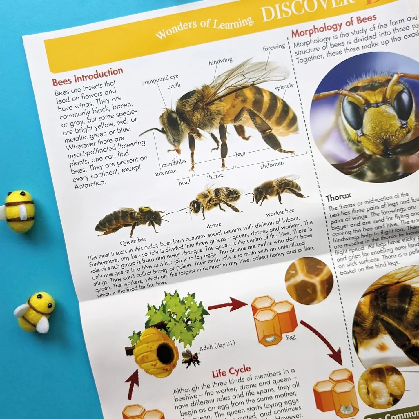 Wonders of Learning – Bees | Educational Paperback Book for Kids