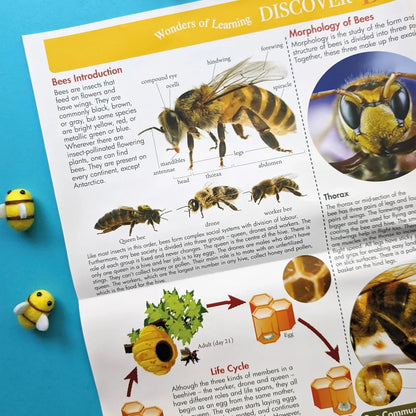 Wonders of Learning – Bees | Educational Paperback Book for Kids