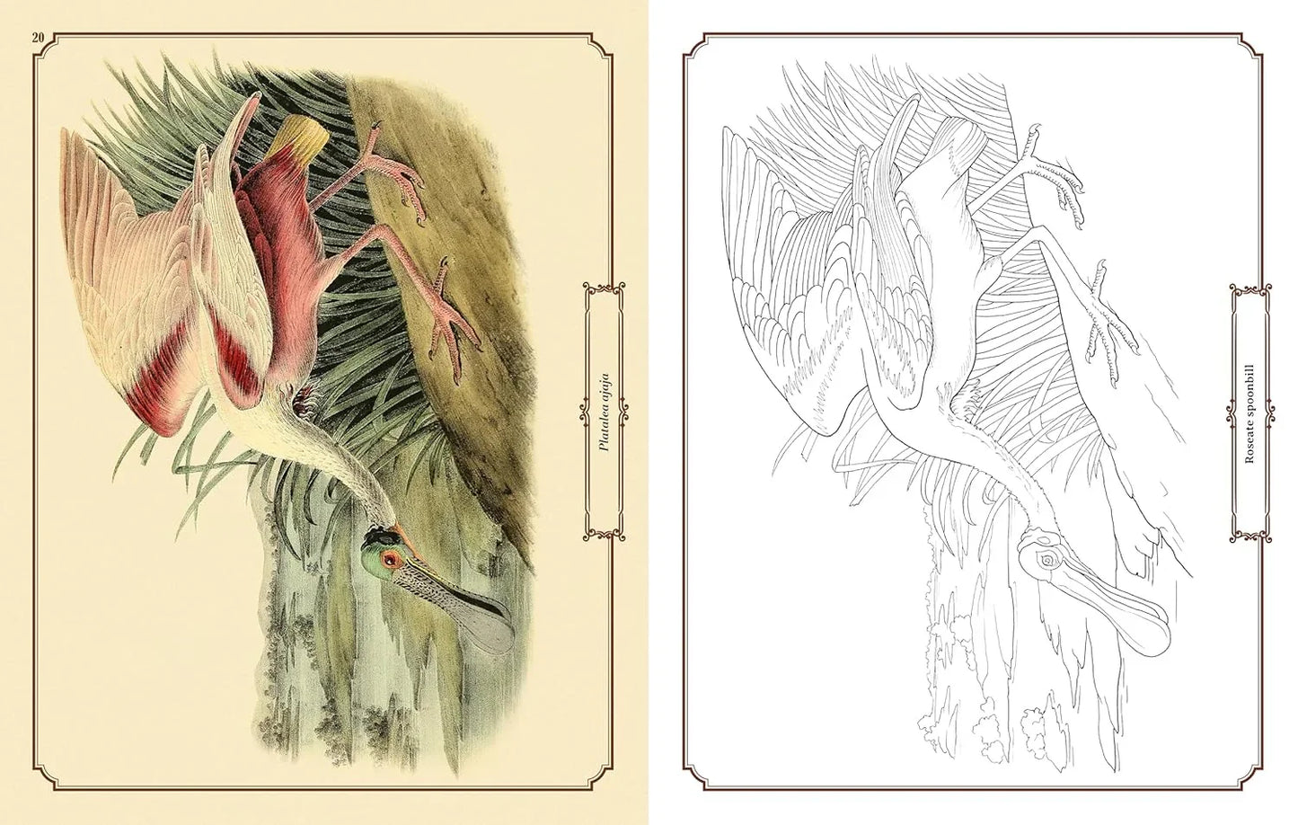 Audubon Birds Colouring Kit – 64-Page Book, 6 Frameable Prints & 10 Pencils - Jaiman Toys
