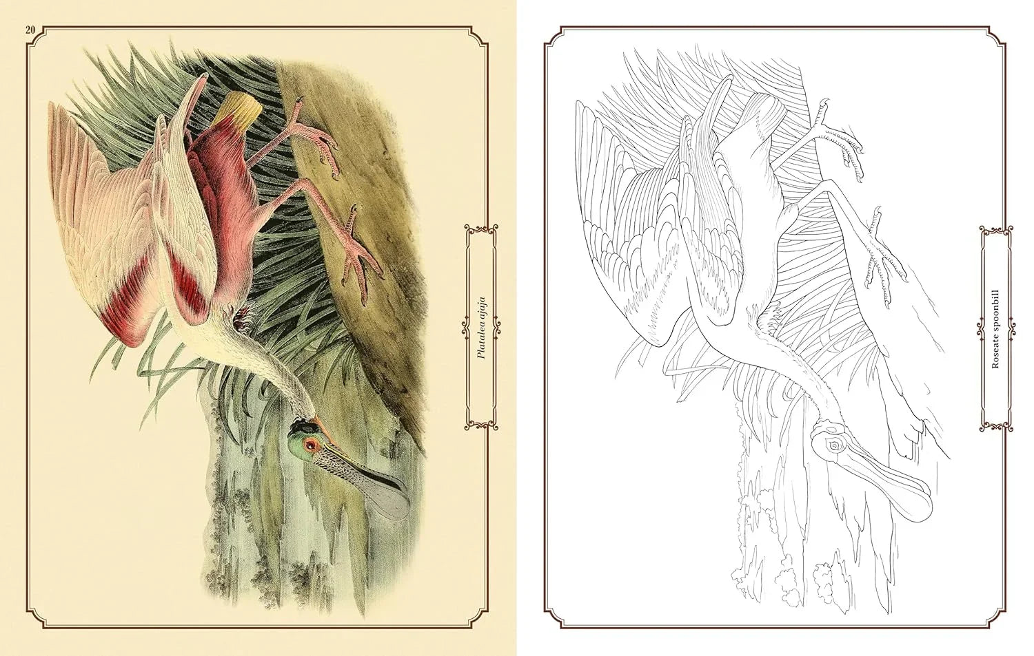 Audubon Birds Colouring Kit – 64-Page Book, 6 Frameable Prints & 10 Pencils - Jaiman Toys