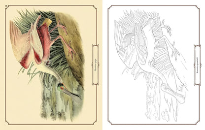 Audubon Birds Colouring Kit – 64-Page Book, 6 Frameable Prints & 10 Pencils - Jaiman Toys
