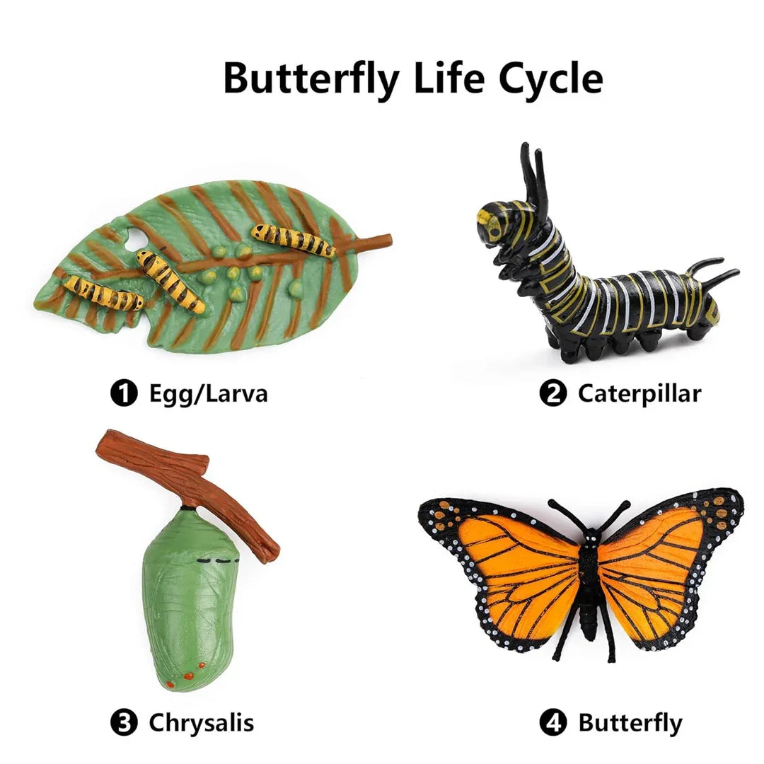Butterfly Life Cycle Educational Toy Set – Caterpillar, Chrysalis & Butterfly Realistic Learning Model for Kids