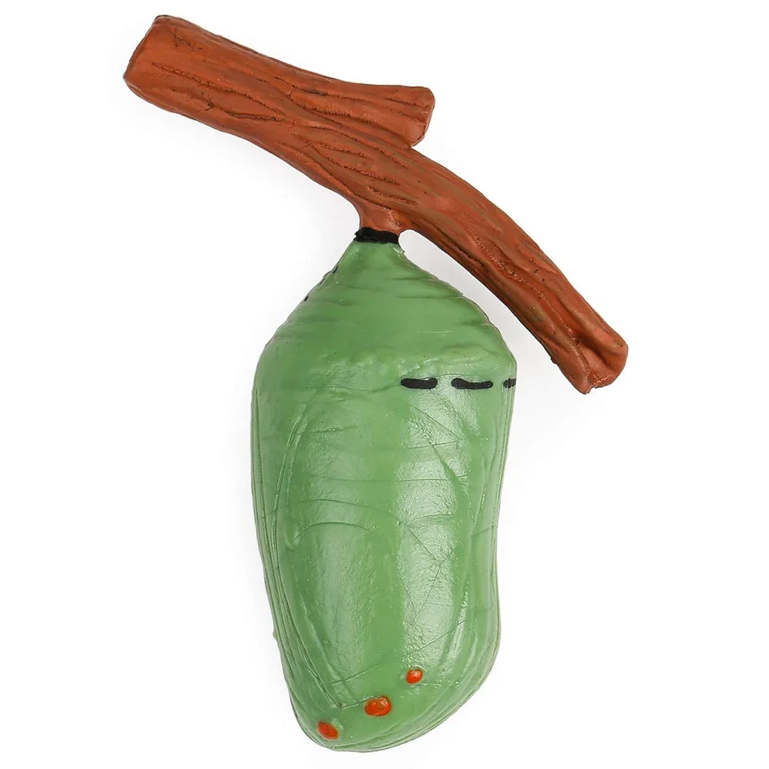 Butterfly Life Cycle Educational Toy Set – Caterpillar, Chrysalis & Butterfly Realistic Learning Model for Kids