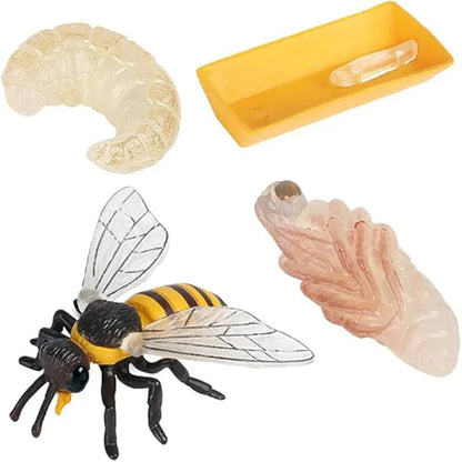 Bee Life Cycle Educational Toy Set – Larva, Pupa & Adult Bee Realistic Learning Model for Kids