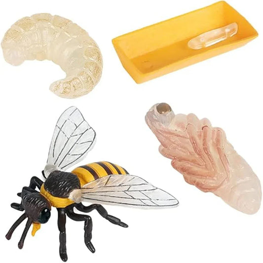 Bee Life Cycle Educational Toy Set – Larva, Pupa & Adult Bee Realistic Learning Model for Kids