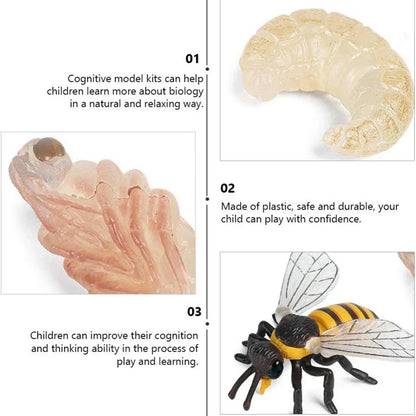 Bee Life Cycle Educational Toy Set – Larva, Pupa & Adult Bee Realistic Learning Model for Kids