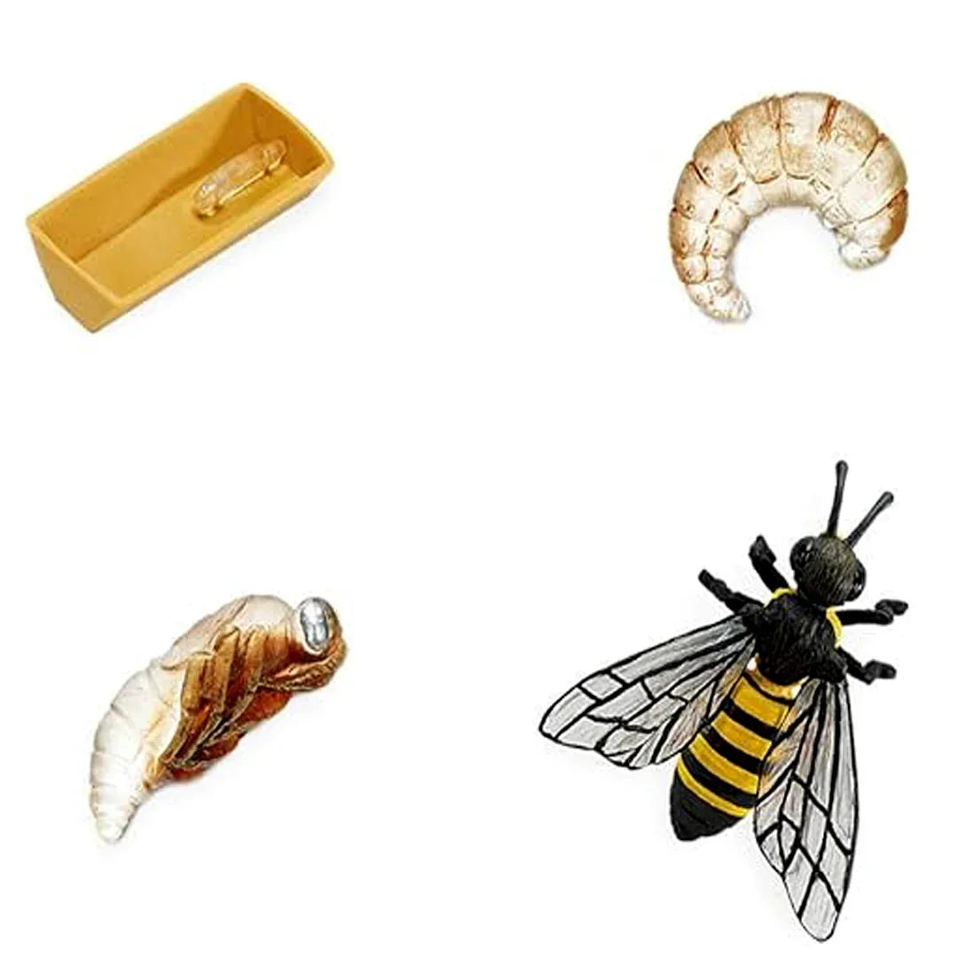 Bee Life Cycle Educational Toy Set – Larva, Pupa & Adult Bee Realistic Learning Model for Kids